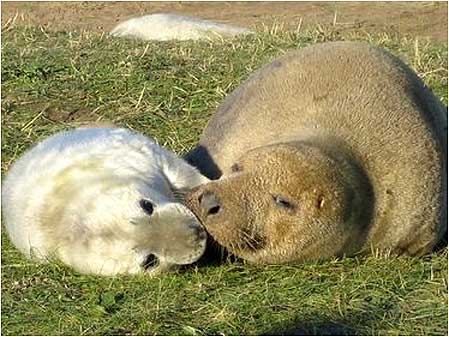 тюлениха с детёнышем